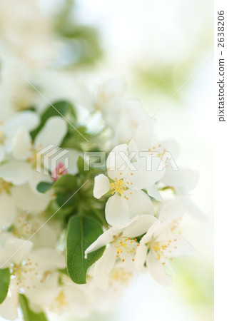 珠美海棠 2638206