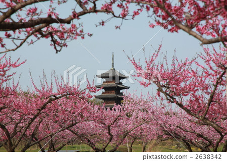 bicchukokubun temple, peach, bloom 2638342