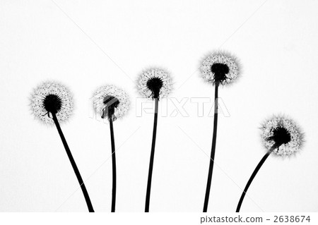 Dandelion silhouette 2638674