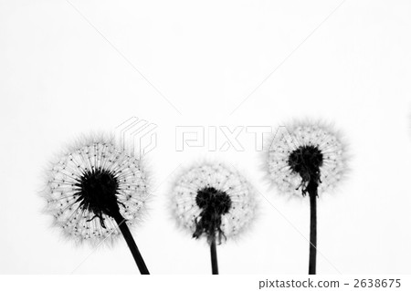Dandelion silhouette 2638675