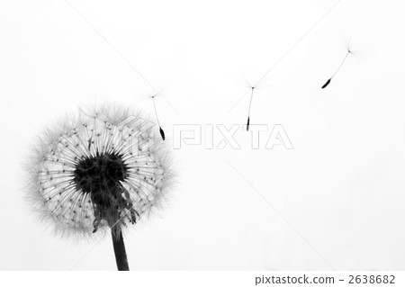 Dandelion silhouette 2638682