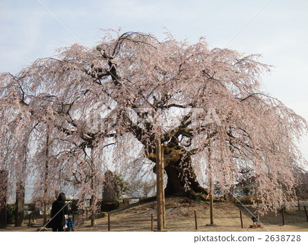 The village Village stage cherry tree 2638728