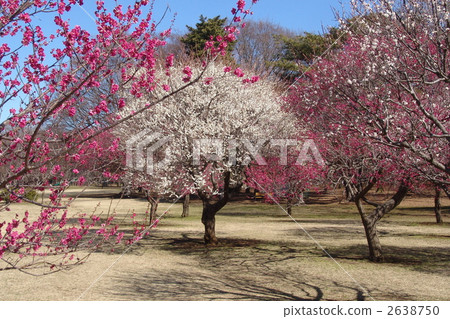 March Cova-Rosaceae 64 March Cova-Rosaceae 64 2638750