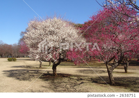 March Cova-Rosaceae 65 2638751