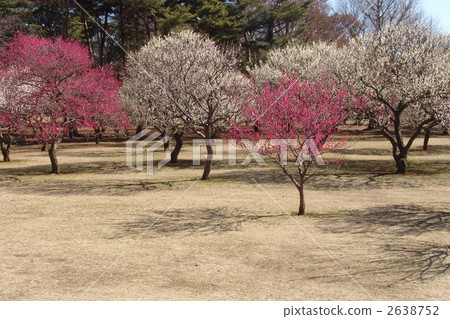 March Cova-Rosaceae 66 March Cova-Rosaceae 66 2638752