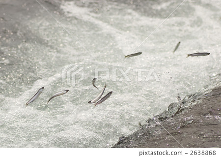 Natural migration of aleuria Natural migration of aleuria 2638868