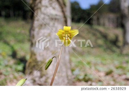 Kibanakatakuri 2638929