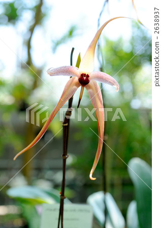 Barbofiram echinorabium Barbofiram echinorabium 2638937