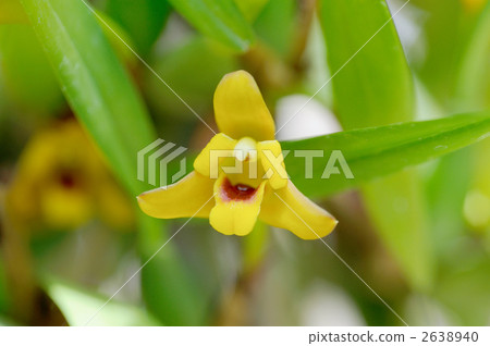 Maxillaria 2638940
