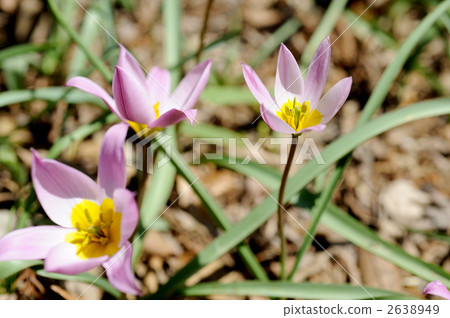 Primitive tulip 2638949