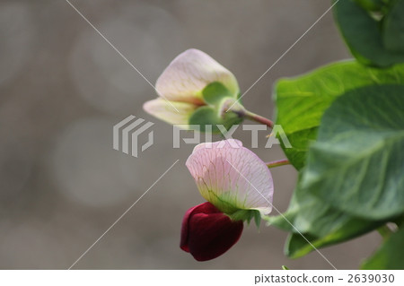 豆 豌豆 花瓣 2639030