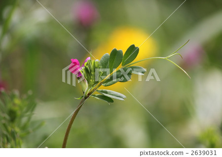 巢菜 紫雲英 野豌豆 2639031