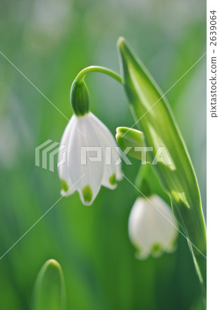 鈴蘭 鈴蘭 2639064