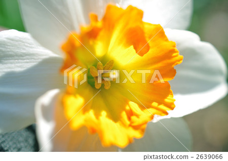Trumpet daffodil 2639066