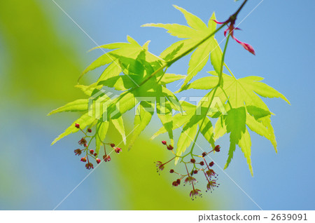 新鮮的綠色楓樹和鮮花 新鮮的綠色楓樹和鮮花 2639091