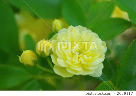 mockybara花 mockybara花 2639117