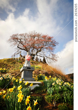 觀音和Higanzakura老樹 2639205