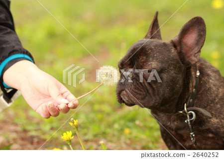 法國牛頭犬 調味 香薰 2640252