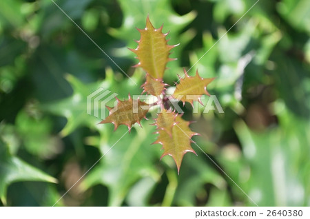 Holly_hihelle_ Hiroshi 2640380