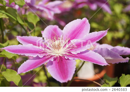 Clematis deep peach victory 2640383