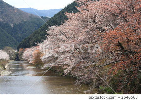 櫻木花道 櫻花道 櫻樹花道 2640563