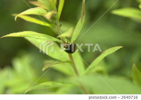 Ladybird ③ 2640716