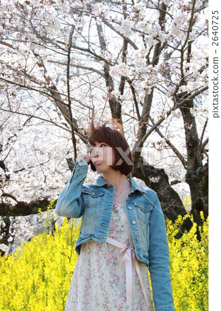 Female spring cherry tree Female spring cherry tree 2640725