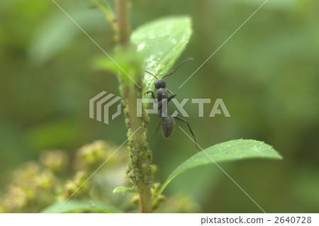 Ali and aphids ① 2640728