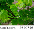 Itai yaded maple 2640756