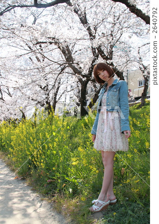 Female spring cherry tree Female spring cherry tree 2640792
