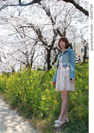 Female spring cherry tree Female spring cherry tree 2640794