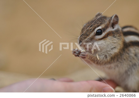 Feeding squirrels 2640866