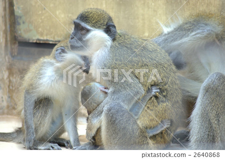 Chlorocebus pygerythrus, savannah monkey, monkey 2640868