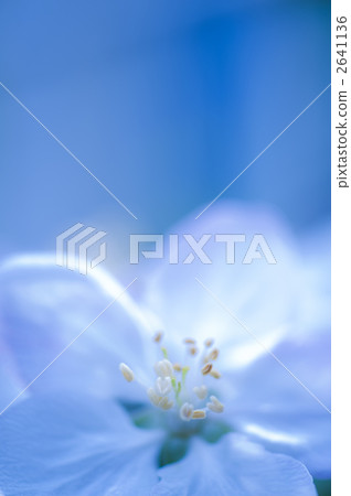 Rinko公主 Rinko公主 2641136