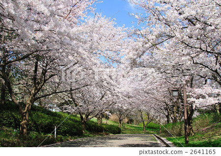 Promenade of a row of cherry blossom trees Promenade of a row of cherry blossom trees 2641165