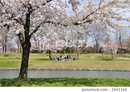 新潟縣體育公園的櫻花 新潟縣體育公園的櫻花 2641166