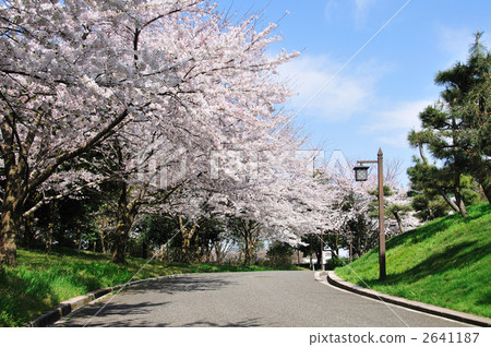 散步的一排櫻花樹 2641187