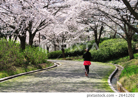 Cherry tree full bloomed promenade Cherry tree full bloomed promenade 2641202