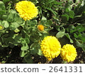 marigold, bloom, blossom 2641331