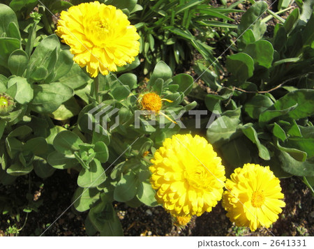 萬壽菊 花朵 花 2641331