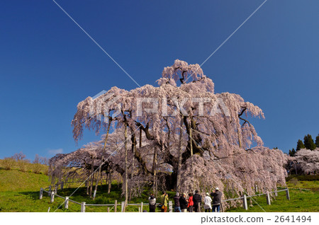 Cherry blossoms of the fall Cherry blossoms of the fall 2641494