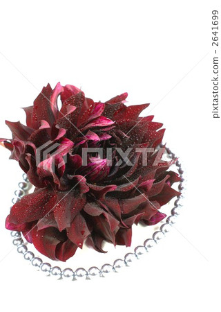 Dahlia "giant butterfly" Dahlia "giant butterfly" 2641699