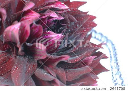 Dahlia "giant butterfly" 2641708