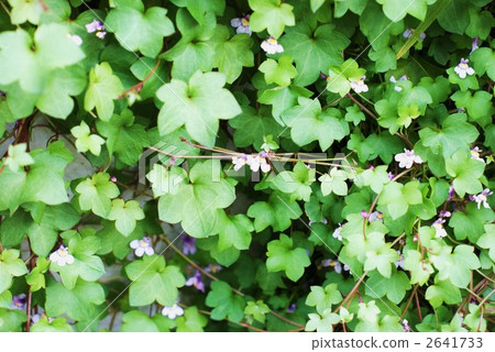 Oyster cover and sideways position covering the fence 2641733