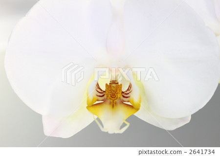 Phalaenopsis orchid Phalaenopsis orchid 2641734
