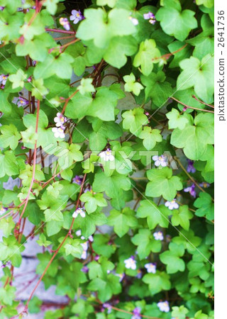 Oyster oak covering the fence · Vertical position 2641736