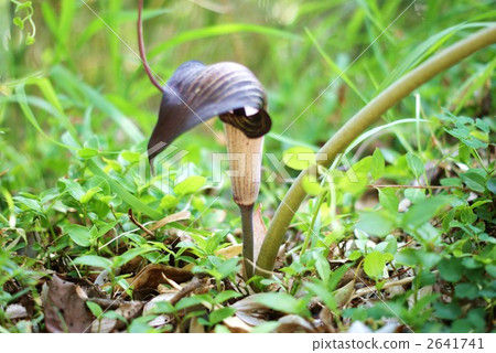 Urasima grass that drips down fishing line · Horizontal position 2641741