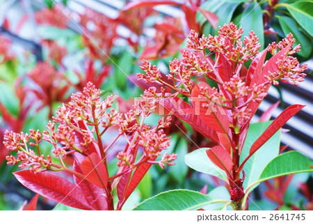 紅羅賓的紅芽最終使純白色的花朵處於橫向位置 2641745