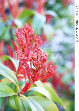 Red Robin的紅芽最終放入純白色的花朵·垂直位置 2641748