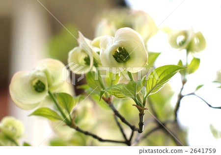 山茱萸包裹綠色聚合花的總苞片 山茱萸包裹綠色聚合花的總苞片 2641759